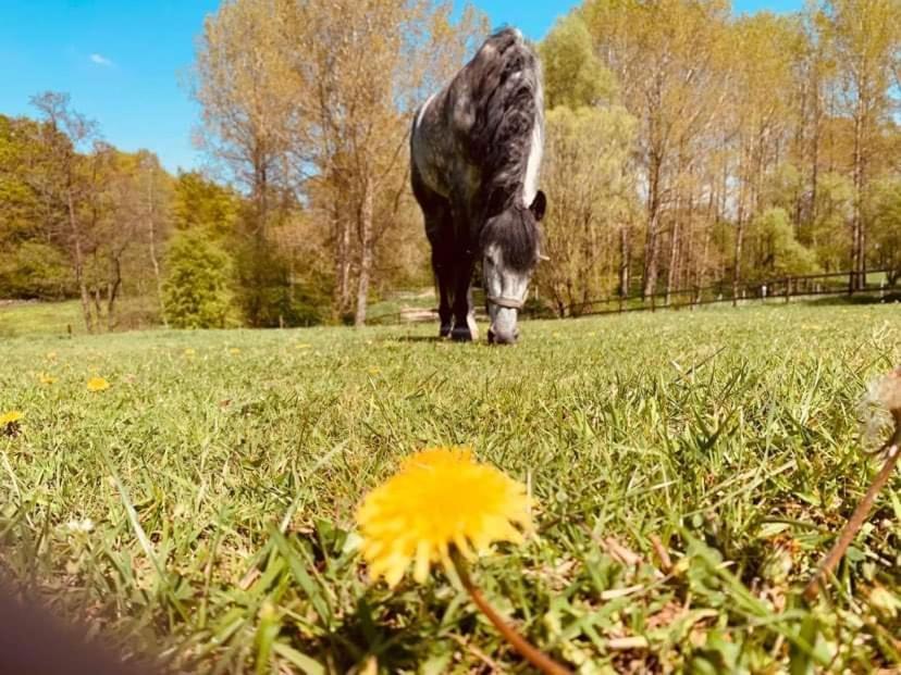 Faire Une Pause Avec Le Temps Thimister Zewnętrze zdjęcie